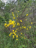 Genets (ph. Mrugala F., Chiroubles, juin 2021)(1)